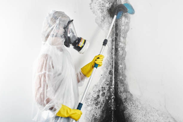 Best Black Mold Removal  in Moraine, OH