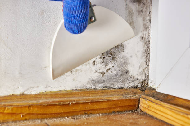 Best Water Damage & Mold Remediation  in Moraine, OH
